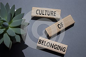 Culture of Belonging symbol. Wooden blocks with words Culture of Belonging. Beautiful grey background with succulent plant.