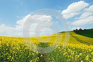 Culture of canola