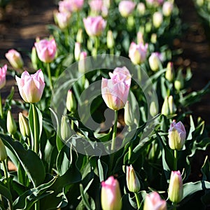 Culture et floraison de tulipe rose photo