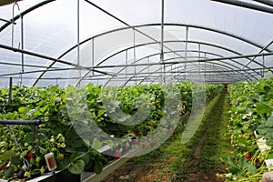 Culture in a greenhouse strawberry