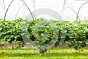 Culture in a greenhouse strawberry