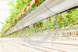 Culture in a greenhouse strawberry and strawberries