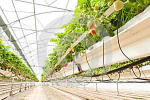 Culture in a greenhouse strawberry and strawberries