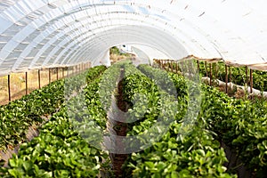 Culture in a greenhouse strawberry