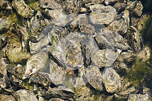 Culture of oyster in Cap Ferret photo
