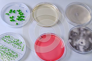 Culture in a petri dish for pharmaceutical bioscience research. Concept of science, laboratory and study of diseases. Coronavirus