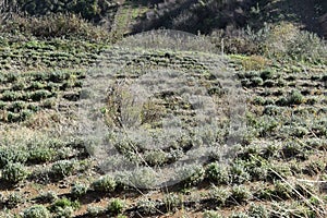 Culture of plant of thyme Origanum syriacum largely used  called zaatar, in middle east, in order to preserve natural ressources