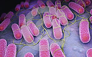 Culture of Salmonella bacteria