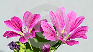 Cultured mallow, medicinal plant with flower in summer