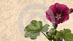 cultured mallow, medicinal plant with flower in summer