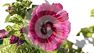 cultured mallow, medicinal plant with flower in summer