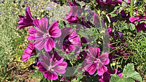 Cultured mallow, medicinal plant with flowers in summer