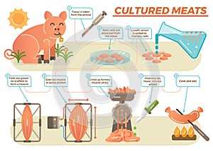Cultured meat concept in illustrated steps