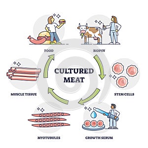 Cultured meat technology as artificial stem cells food growth outline diagram