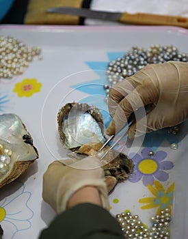 Cultured pearl extraction