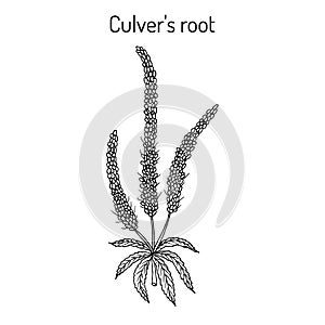 Culver s-root, or Culverphysic, black root Veronicastrum virginicum , medicinal plant