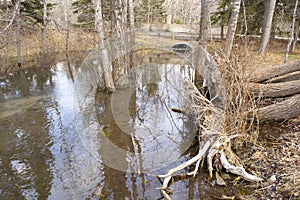 Culvert Pipe Under Road From Stream Oxbow in Park