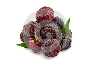 Cumberland hybrid raspberry and blackberry