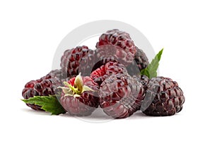 Cumberland hybrid raspberry and blackberry