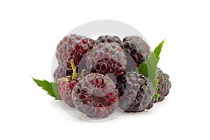 Cumberland hybrid raspberry and blackberry