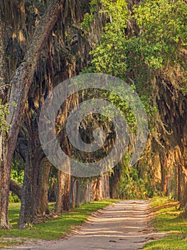 Cumberland Island Road