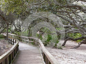 Cumberland Island Southern Live Oaks Boardwalk