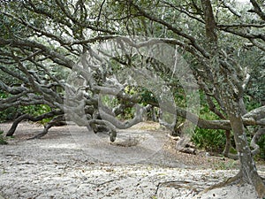 Cumberland Island Southern Live Oaks Leaning