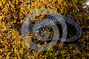 Cumberland Plateau Salamander, Plethodon kentucki