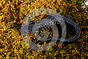 Cumberland Plateau Salamander, Plethodon kentucki photo