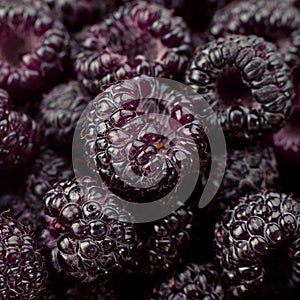 Cumberland raspberry-blackberry