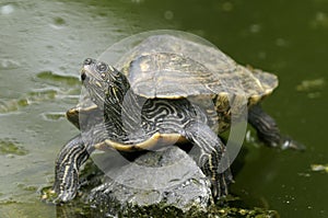 Cumberland slider, trachemys scripta troostii