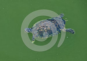 Cumberland slider turtle swimming in Grand Lake in Oklahoma.