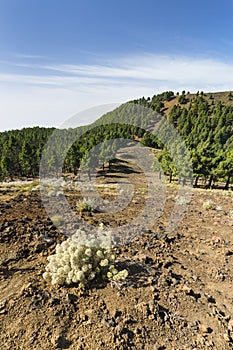 Cumbre Vieja Flowers, La Palma, Spain photo