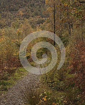 Cumbria, Lake District, England - a path in a forest.