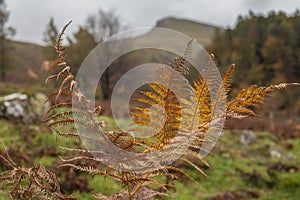 Cumbria, Lake District, England, the UK - fern.