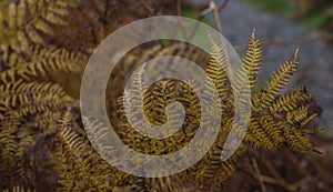 Cumbria, Lake District, England - yellow fern leaves.