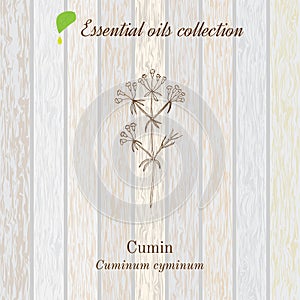 Cumin, essential oil label, aromatic plant