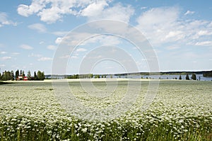 Cumin field photo