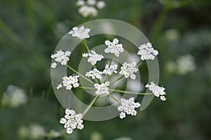 Cumin flower photo