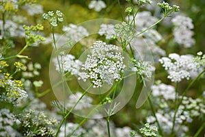 Cumin plant in the garden.