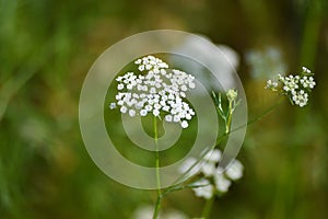 Cumin plant in the garden.