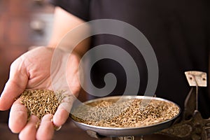 Cumin Seed or Caraway seeds