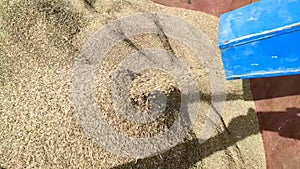 Cumin seeds cleaning by thresher machine