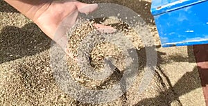 Cumin seeds cleaning by thresher machine