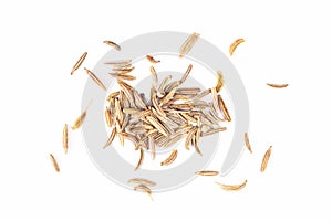 Cumin seeds isolated