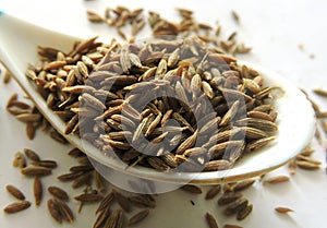 Cumin seeds in isolated white background photo