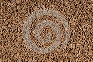 Cumin seeds