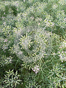 CUMIN seeds plant  jeera tree  Jira farm  Jeera biz  fluffy volume bush of cumin (zira) on a farming in INDIA