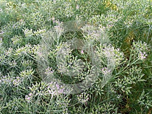 CUMIN seeds plant  jeera tree  Jira farm  Jeera biz  fluffy volume bush of cumin (zira) on a farming in INDIA