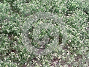 CUMIN seeds plant  jeera tree  Jira farm  Jeera biz  fluffy volume bush of cumin (zira) on a farming in INDIA